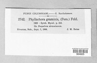 Phyllachora graminis image